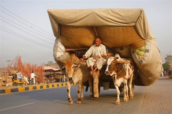 Pakistan’ın Faisalabad kentinin dışında kalan mahalleler arasında hayvan yemi taşıyan bir araç sahibi.