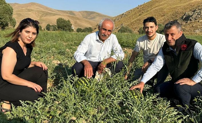 Yüksekova karpuzu Diyarbakır karpuzuna rakip