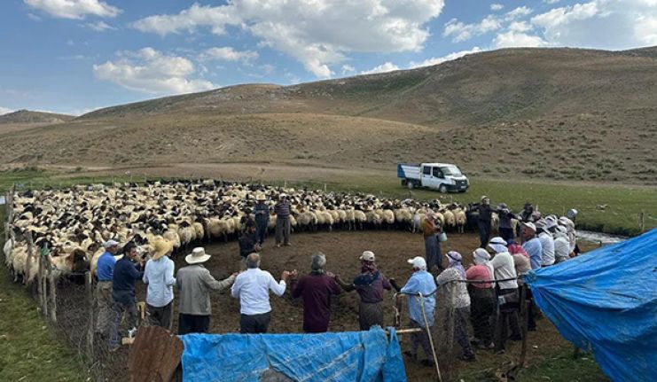 Yüksekova’da hayvan hastalıkları ile mücadele sürüyor