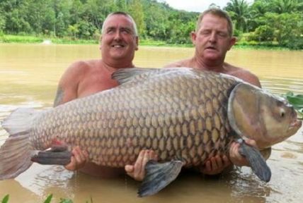 Dünyanın en büyük sazanı Tayland'da yakalandı