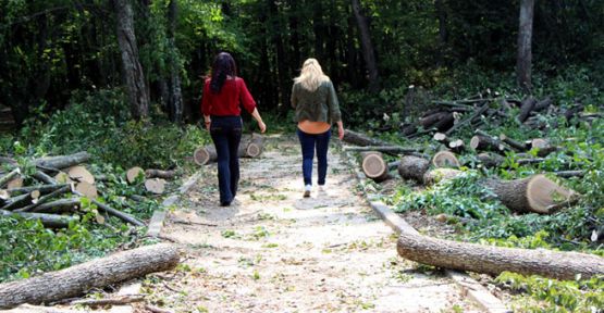 Kampüste tepki çeken ağaç kesimi