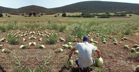 Para Etmiyor Diye Karpuz Tarladan Toplanmıyor