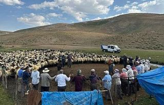 Yüksekova’da hayvan hastalıkları ile mücadele...